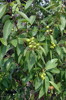 SANDALWOOD PLANT