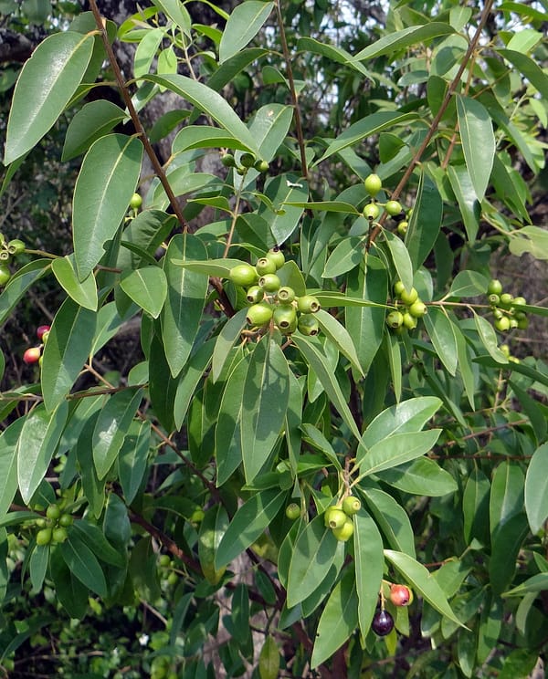 SANDALWOOD PLANT - Image 2